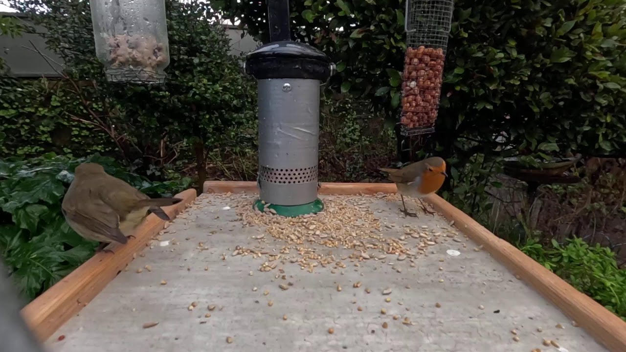 Bird Feeder Live Stream from Cobh, Ireland