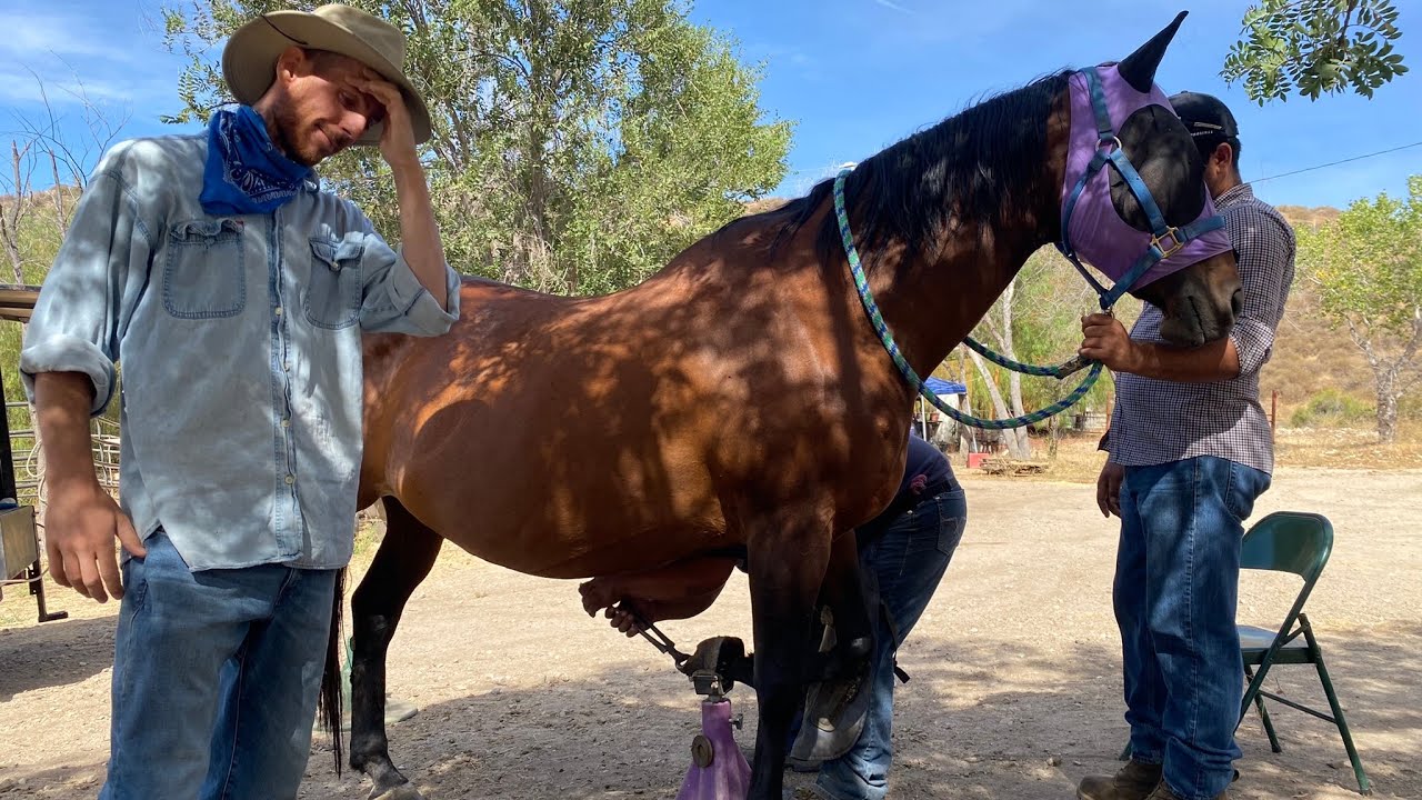 We got a new Farrier! Broken Bones, Farrier's story and Huge Cracks | Warning! Extremely Satisfying!