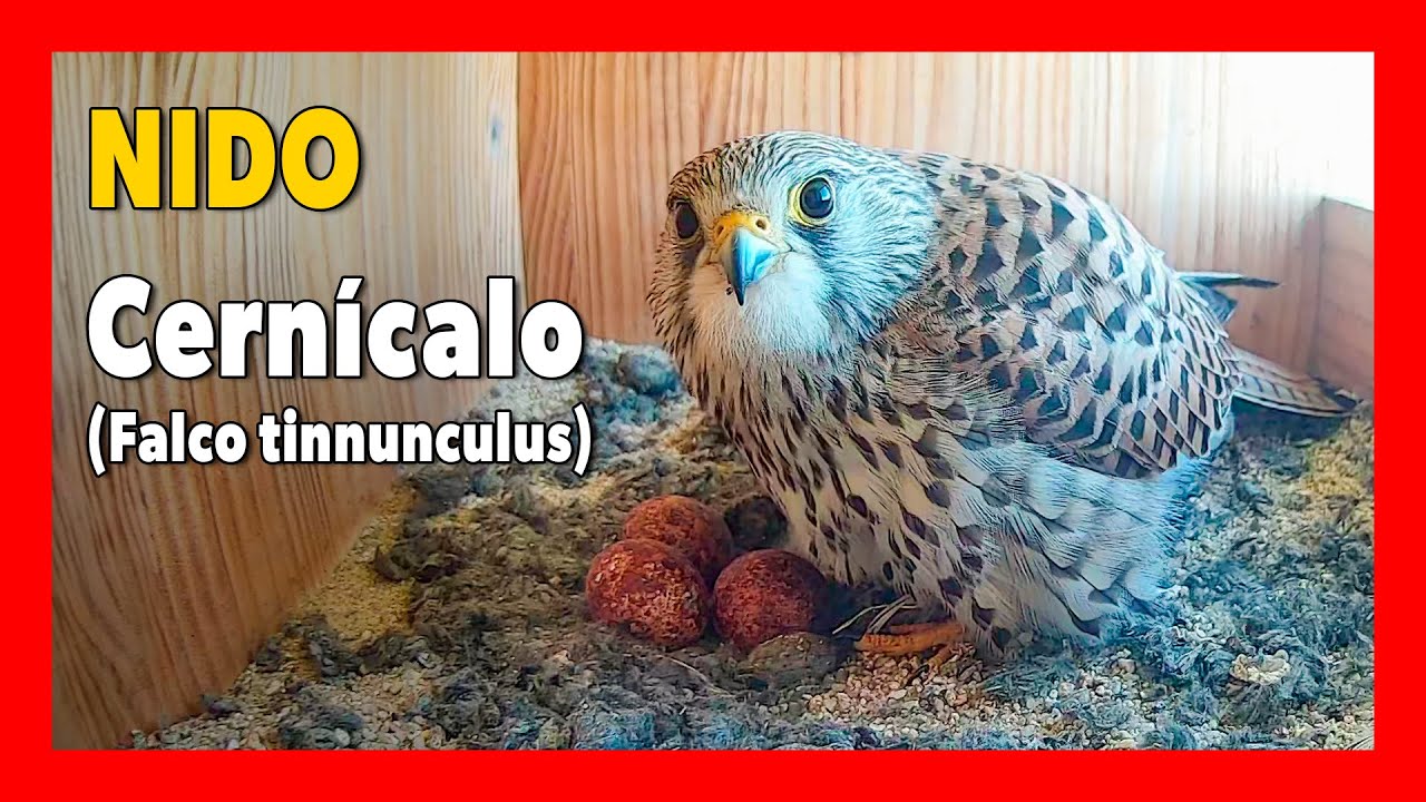 🔴 Nido CERNÍCALO con 🥚🥚🥚 huevos 🔴 DIRECTO  (Cámara 17 | Ávila) LAGUNA de EL OSO