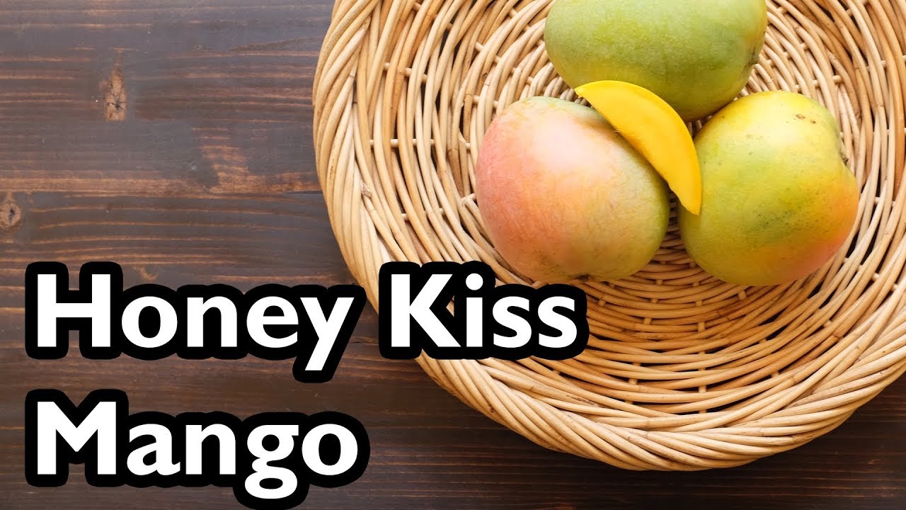 Truly Tropical Guide to Mango Varieties- 'Honey Kiss'