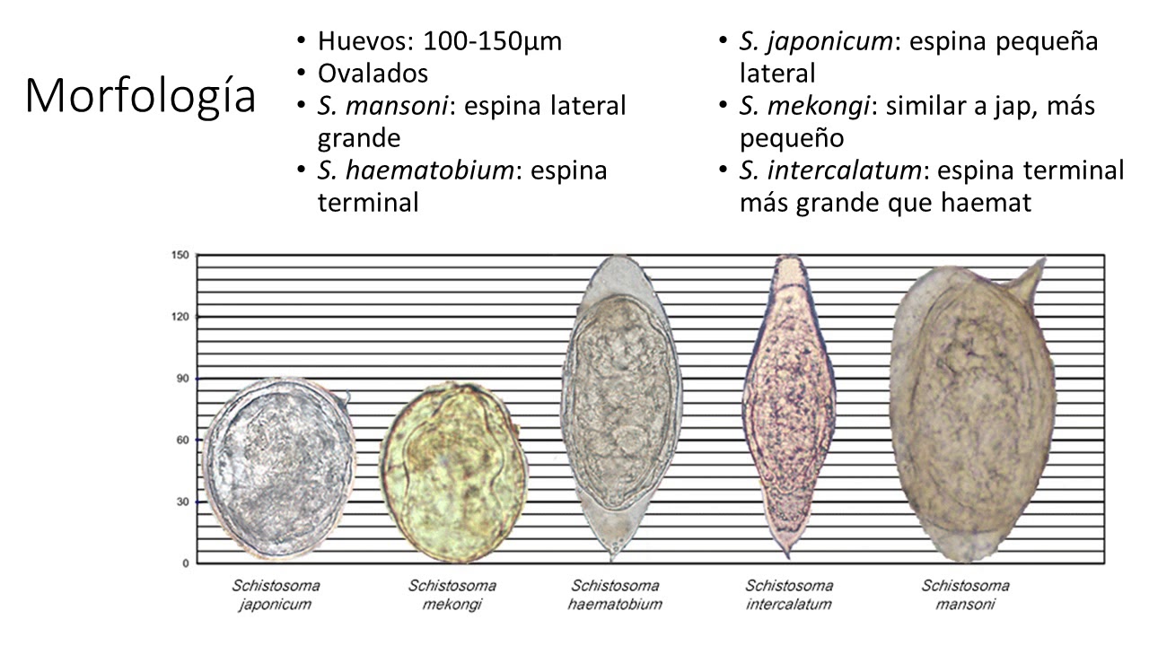 Tremátodos: Paragonimus y Schistosoma