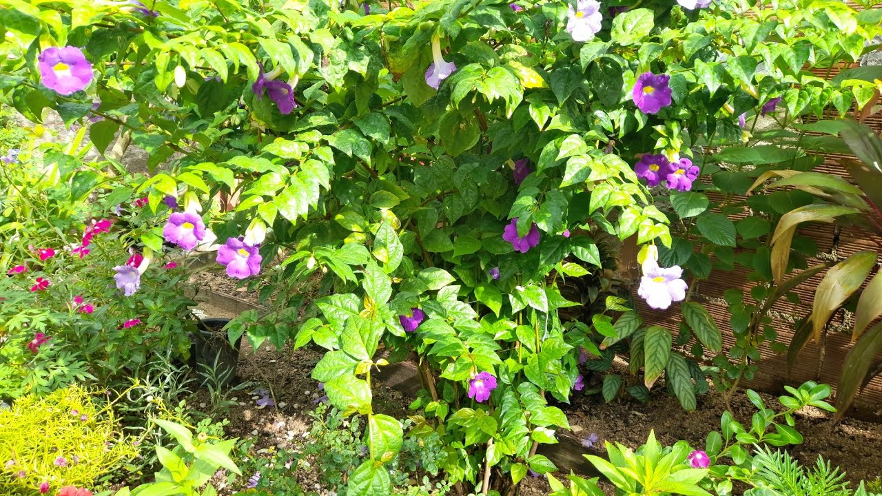 PRECISEI PODAR AS PLANTAS MUITAS FLORES LINDAS 🌿🌺#1k #flores #plantas 