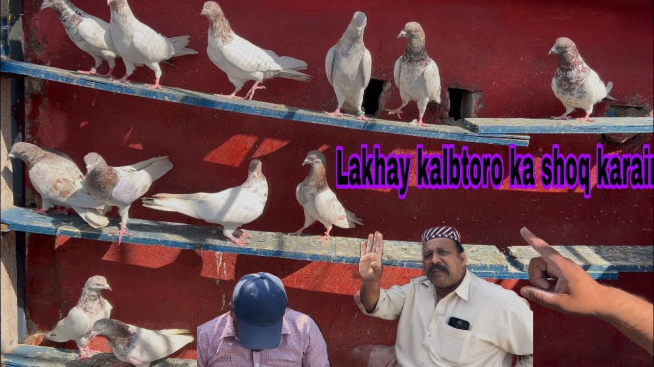 Lakhy kalbtor || 15 sh zyda kalbtor Hadi jor bilkul band 