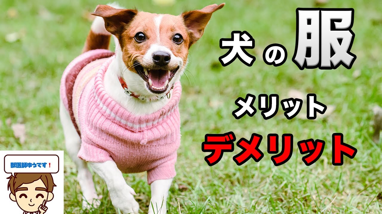 【獣医の見解】犬に服を着せるメリット、デメリット各5選　〜この病気、犬種、年齢なら着せたい〜