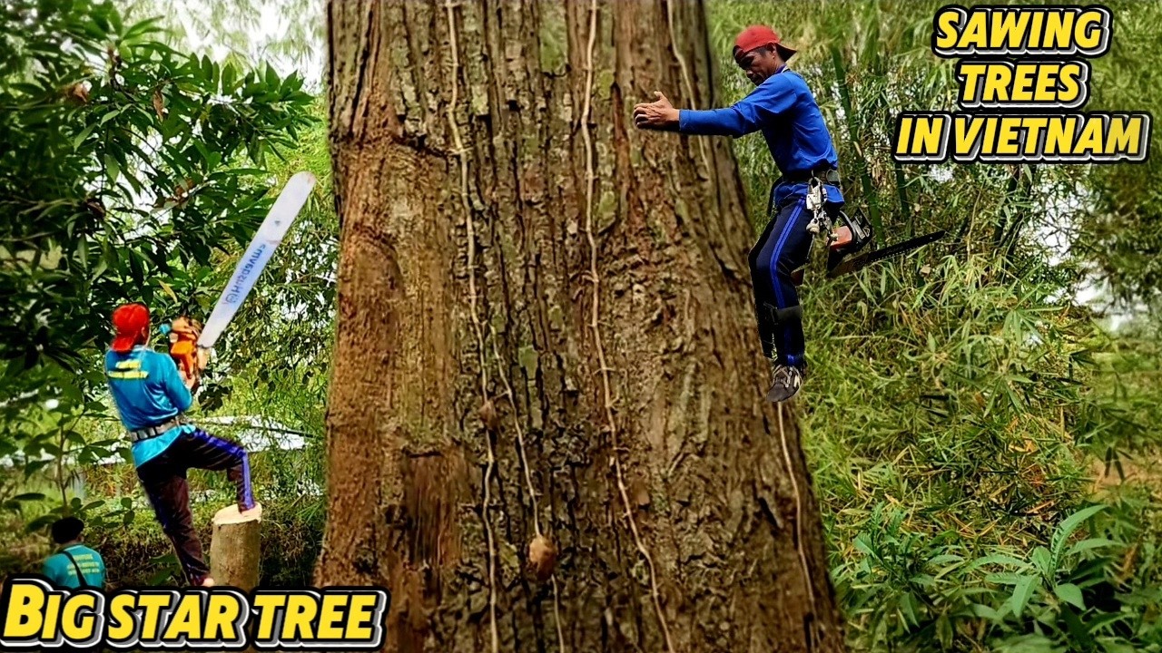Cưa Cây Sao Siêu Khủng, Nhiều Nhánh 2 Đọt / Sawing a Giant, Multi-Branched Star Tree | P222