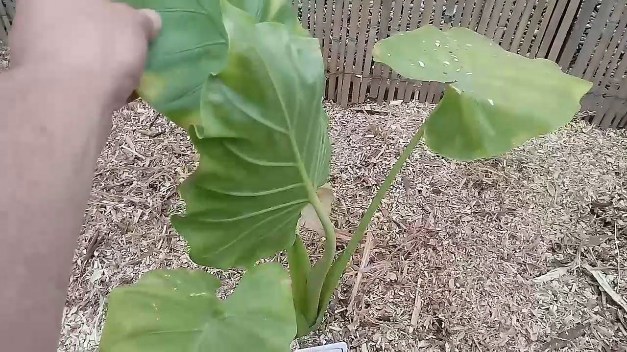 87#., Alocasia Macrorrhiza( alokazja olbrzymia)- sadzenie do gruntu w pojemniku.