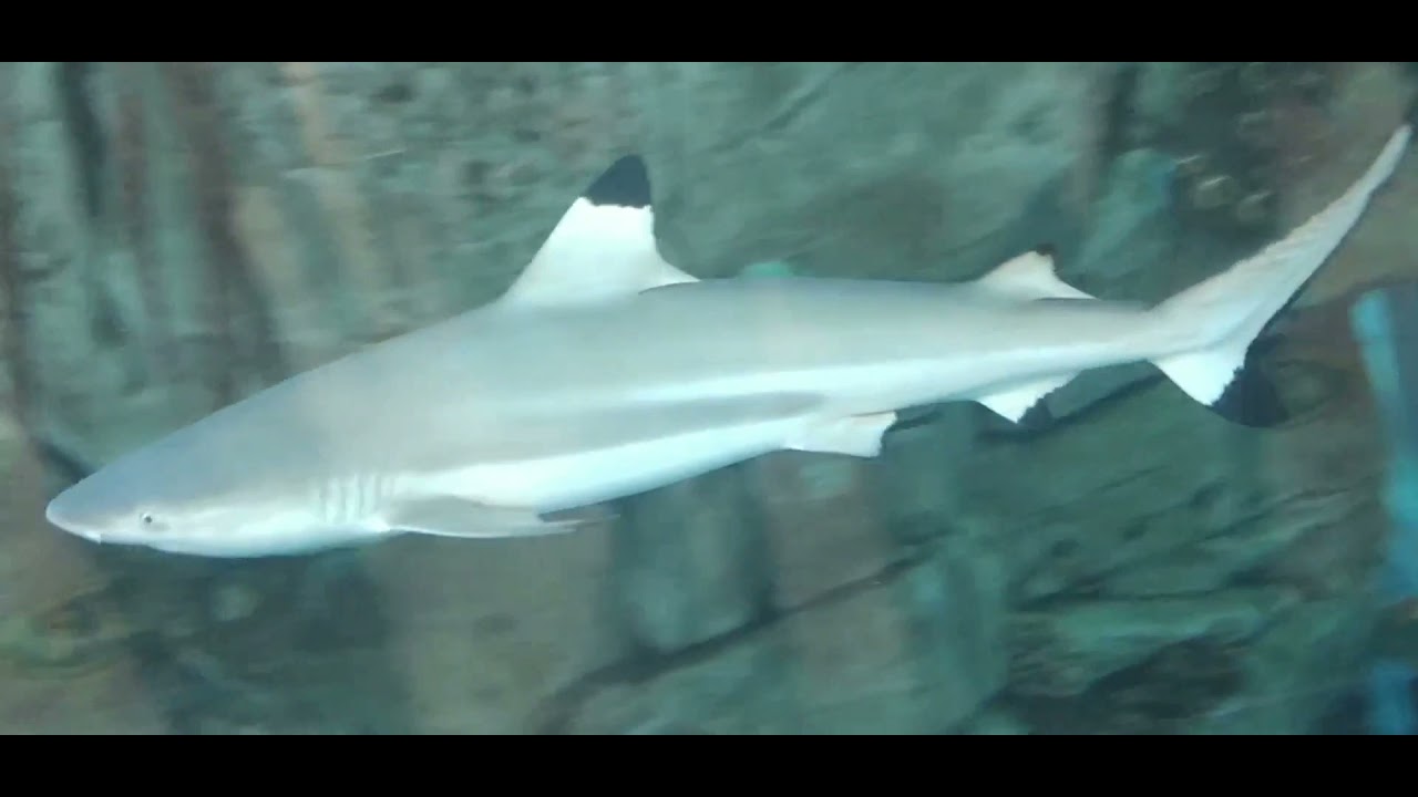 صباح الحب والقمري شادي .Morning love. Tour of the aquarium I hope you like it