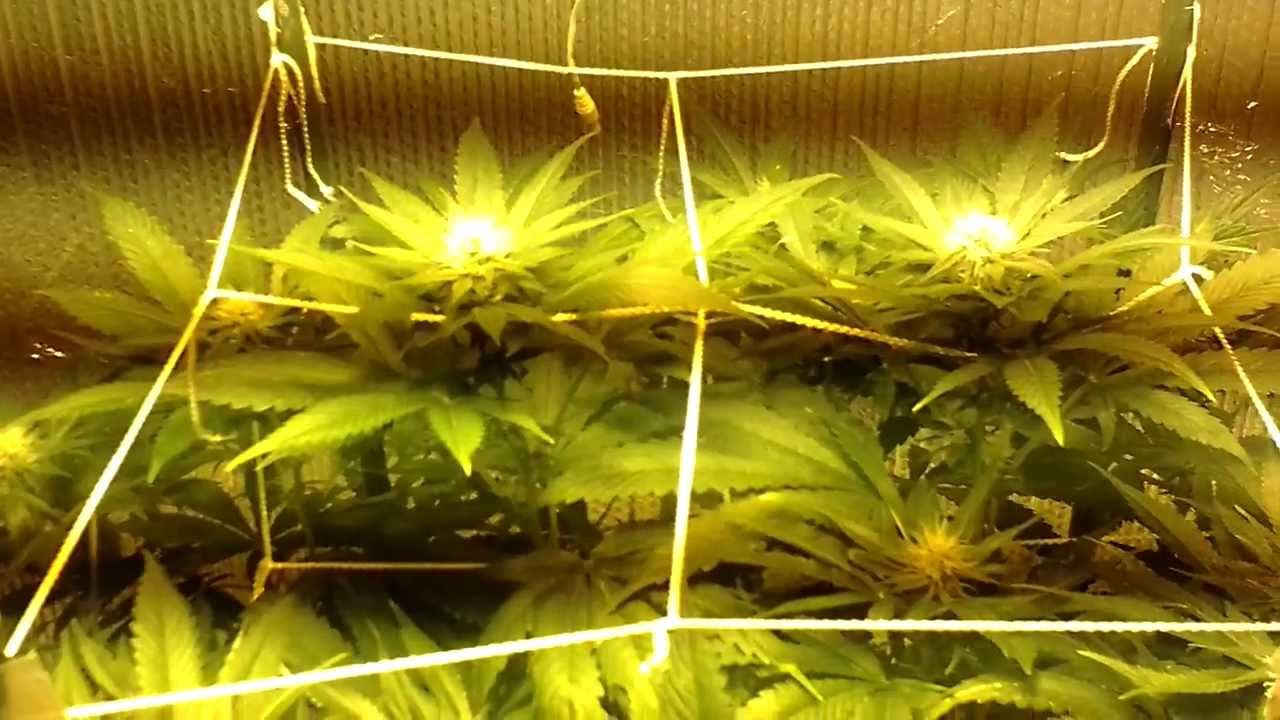 Liquid Butter Flowering Week 4