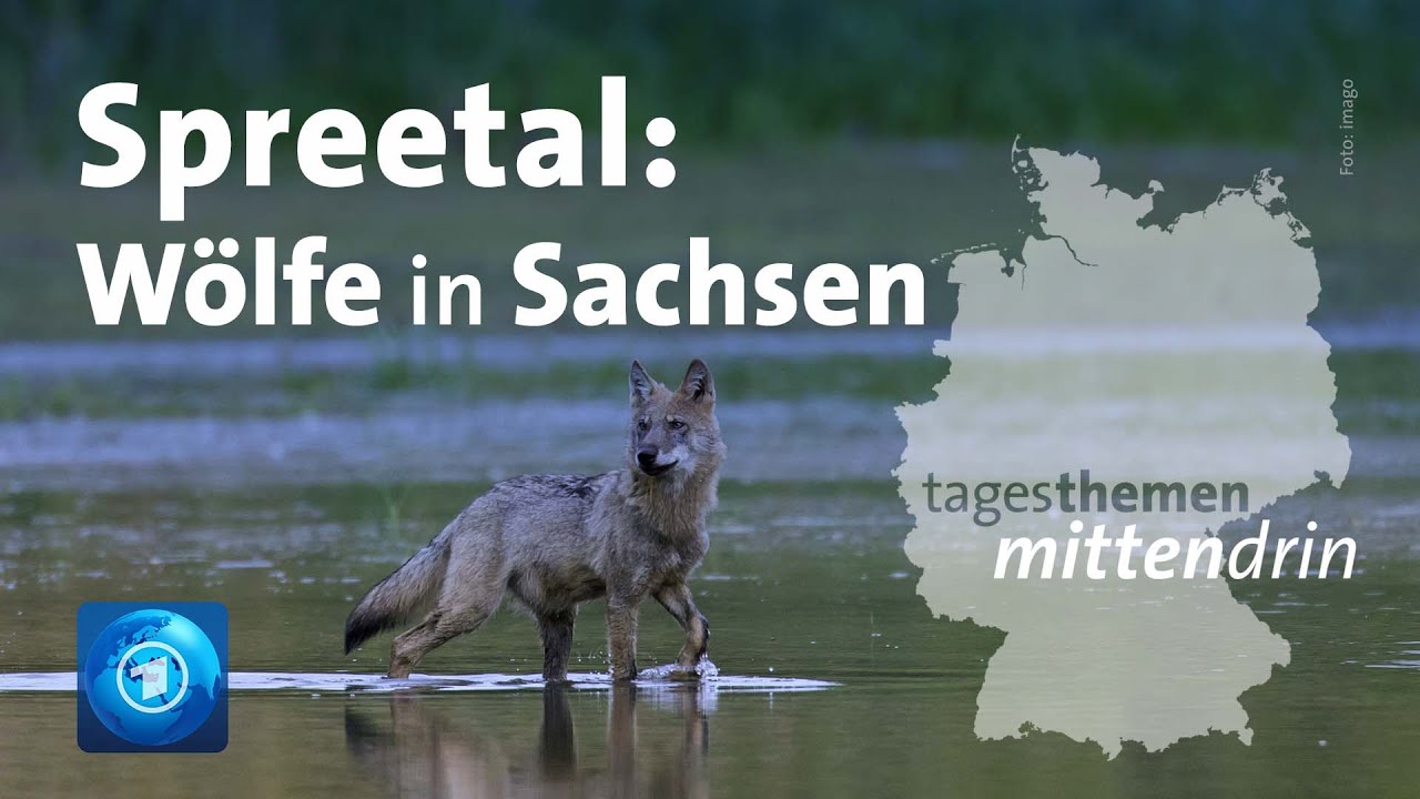 Spreetal: Wölfe in Sachsen | tagesthemen mittendrin
