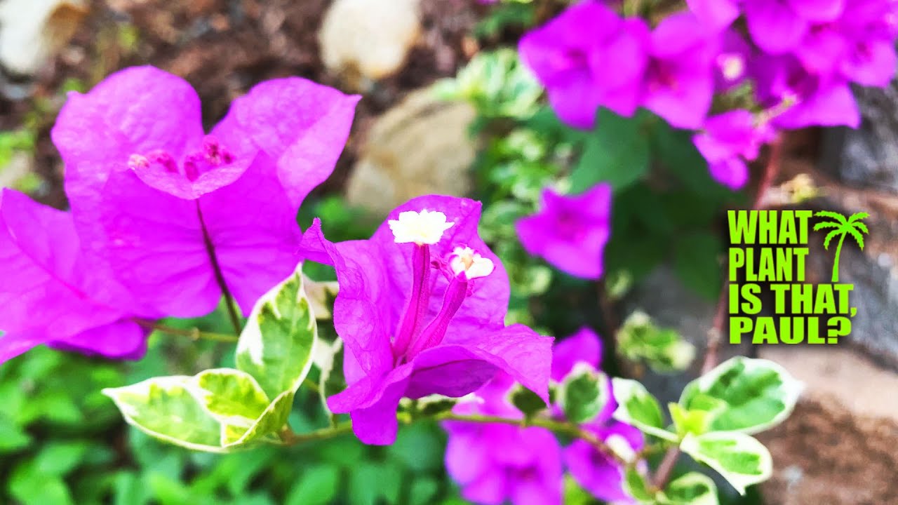 BLUEBERRY ICE BOUGAINVILLEA - Flowers are not PURPLE, not PINK, not BLUE,  but all THREE