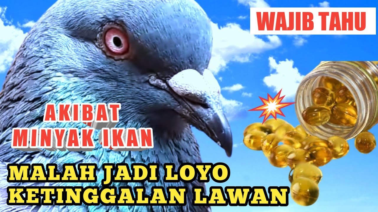 GARA-GARA SALAH MEMBERI MINYAK IKAN BURUNG JADI LEMES KETINGGALAN LAWAN