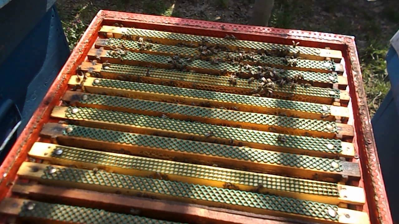 Albine faurei-ulmu, Călărași 26 martie 2016
