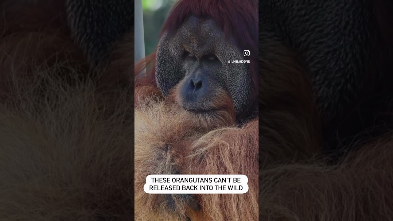 Illegal Pet Trade & Deforestation: Why These Orangutans Can’t Go Home