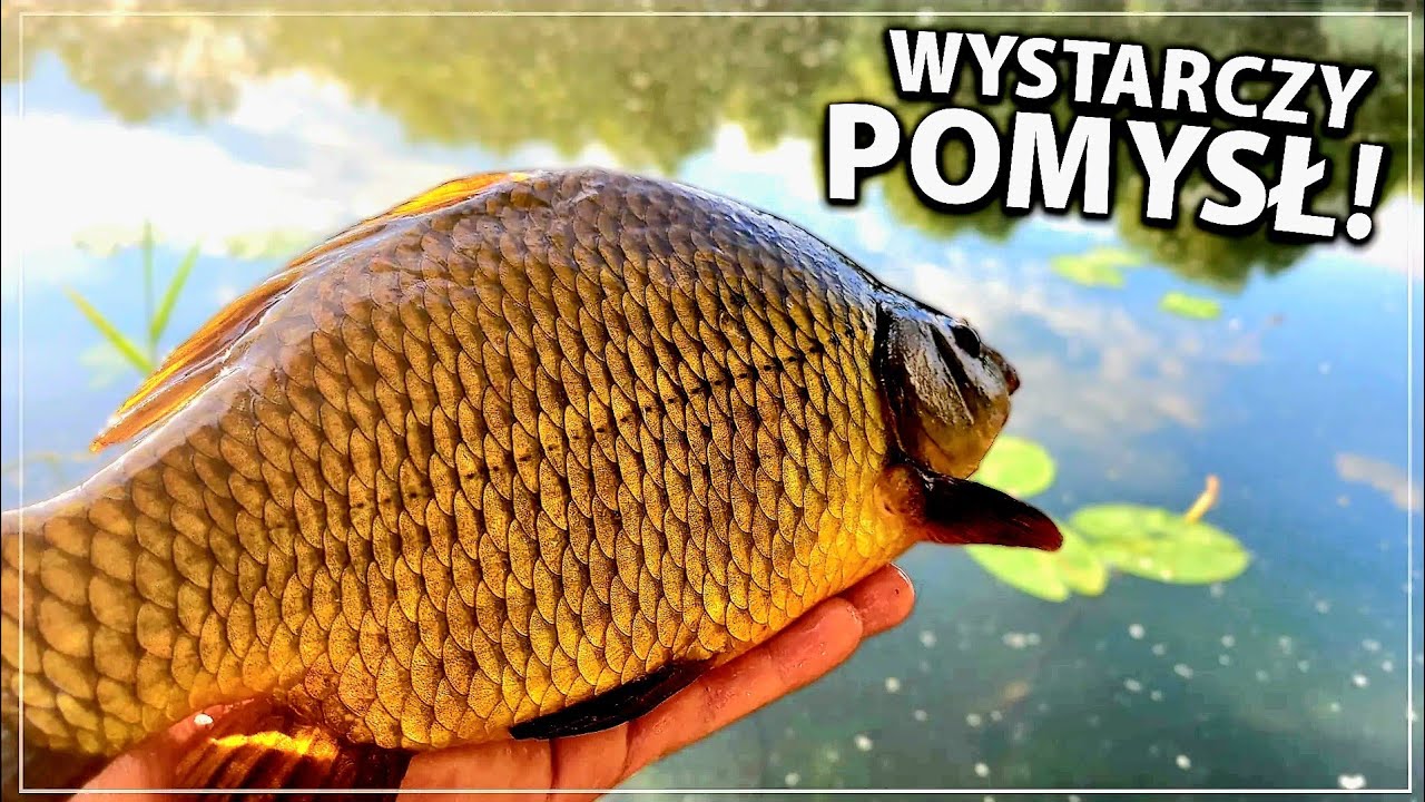 Wystarczy Pomysł! Method Feeder PZW