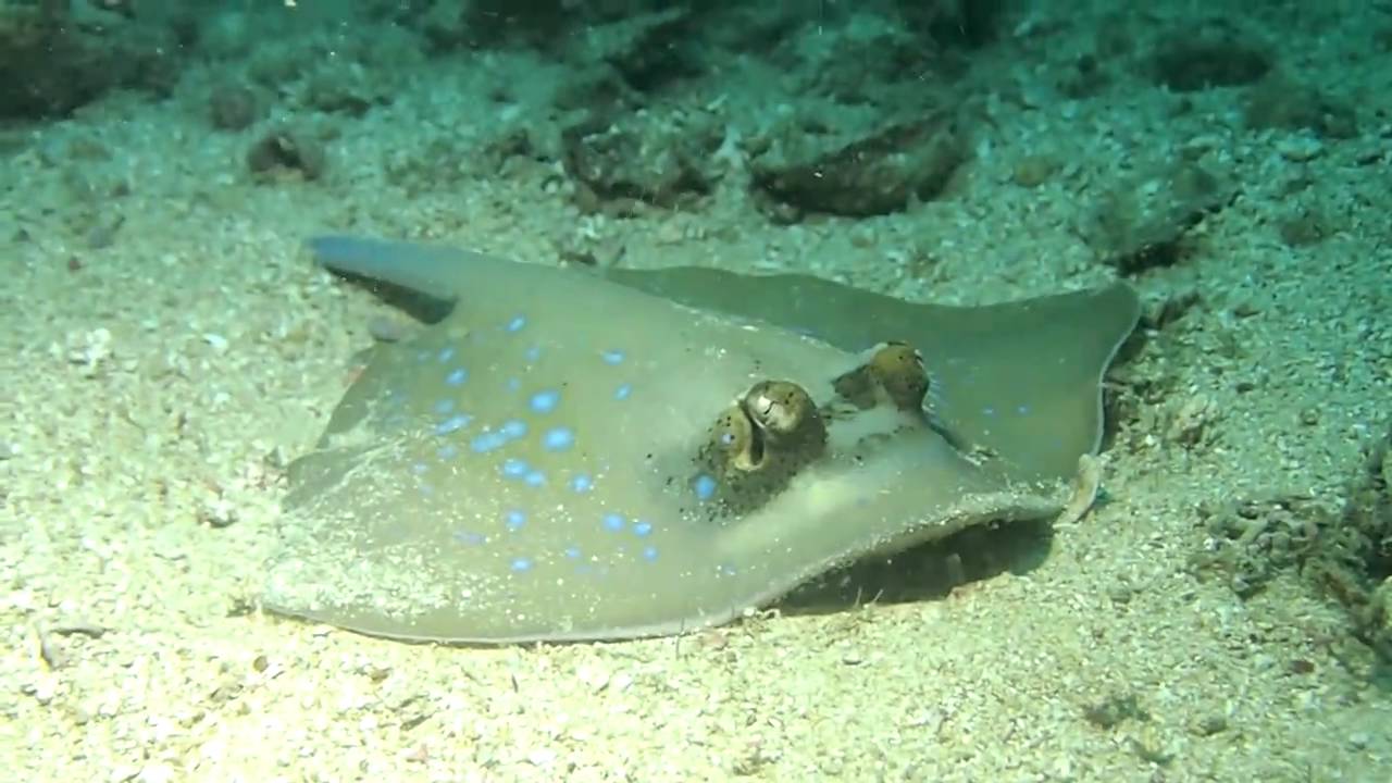 Blue Spot Ray