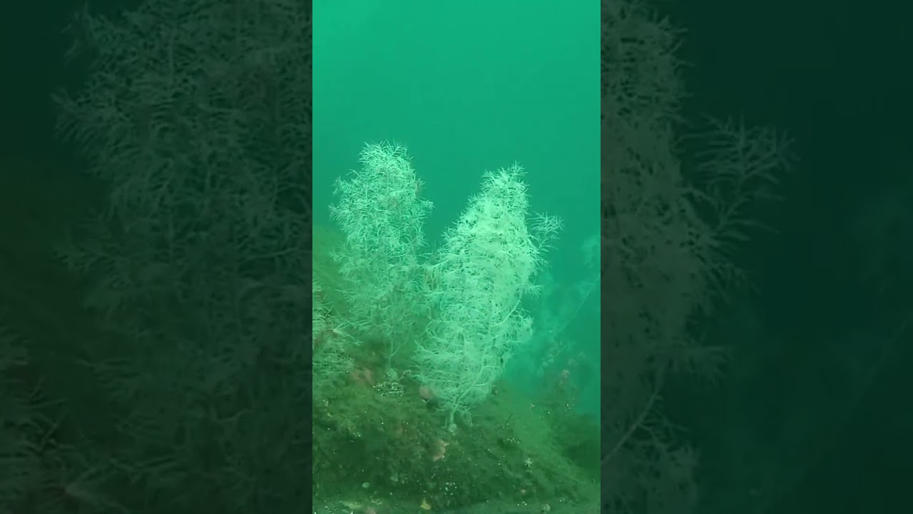 Black corals in Fiordland, New Zealand