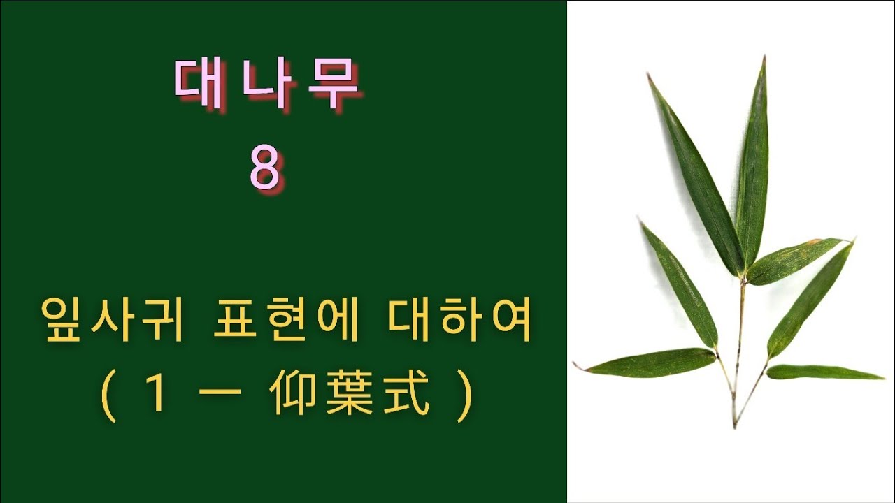 사군자 ㅡ 대나무 8, 잎사귀 표현에 대하여(1) 仰葉式