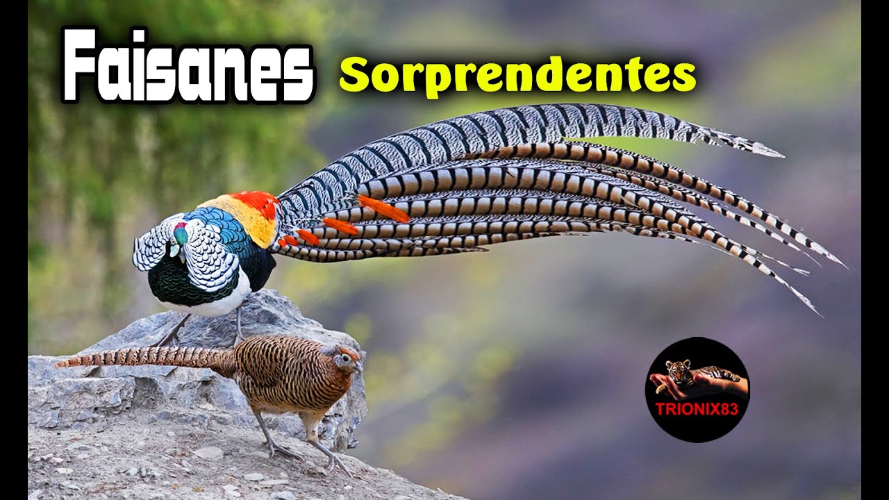 Faisanes mas Sorprendentes del Mundo (El faisan maravilla)