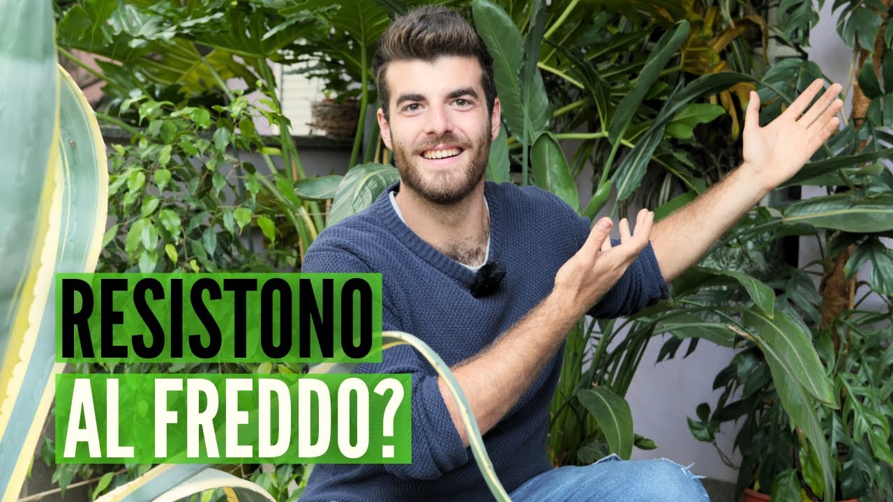 Piante TROPICALI in INVERNO, quanto resistono al freddo?