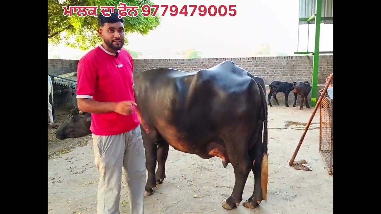 ਪਿੰਡ ਬੁਰਜ ਢਿੱਲਵਾਂ ਜਿਲਾ ਮਾਨਸਾ 8 ਝੋਟੀਆਂ ਵਿਕਾਊ 