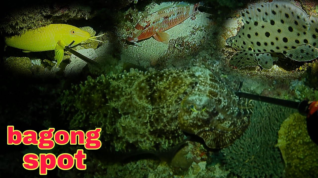 ep455 Dive1 bagong tuklas na bahura first class na isda ang nakatira night spearfishing Philippines