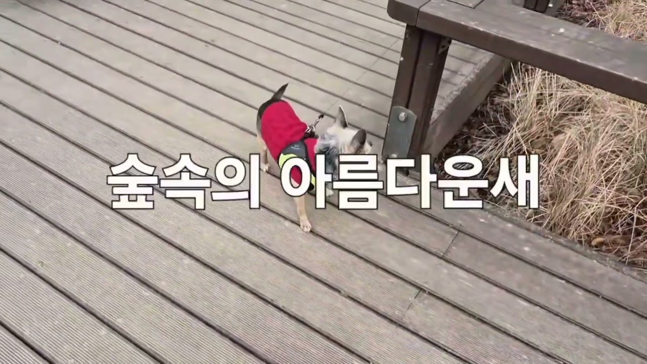 서울 우면산 힐링 산책, 눈빙벽,억새,큰개불알풀꽂, 소나무숲 자연풍경 (더보기 설명)