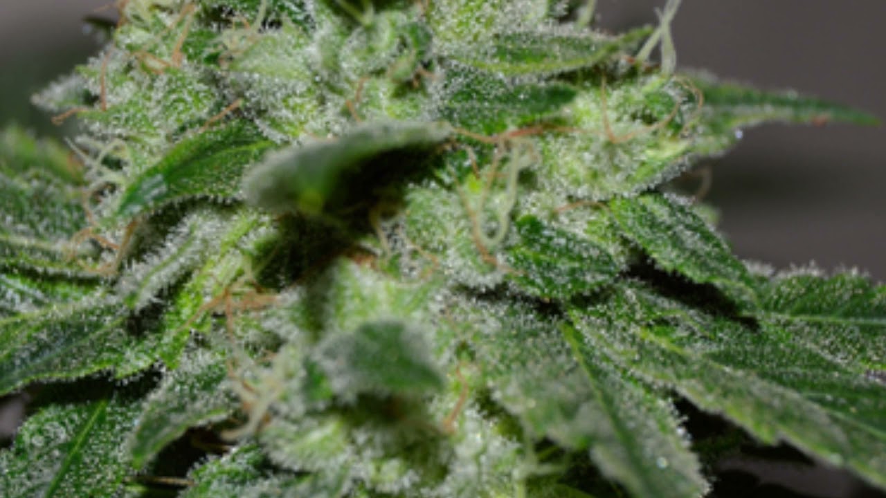 G13 Labs - Cannabis Strain Series #50 - STRAIN TV