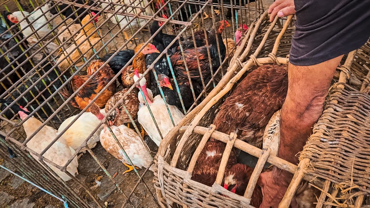 A PARTIR DE 10 REAIS NA FEIRA DE GALINHA DE CARUARU PE!!
