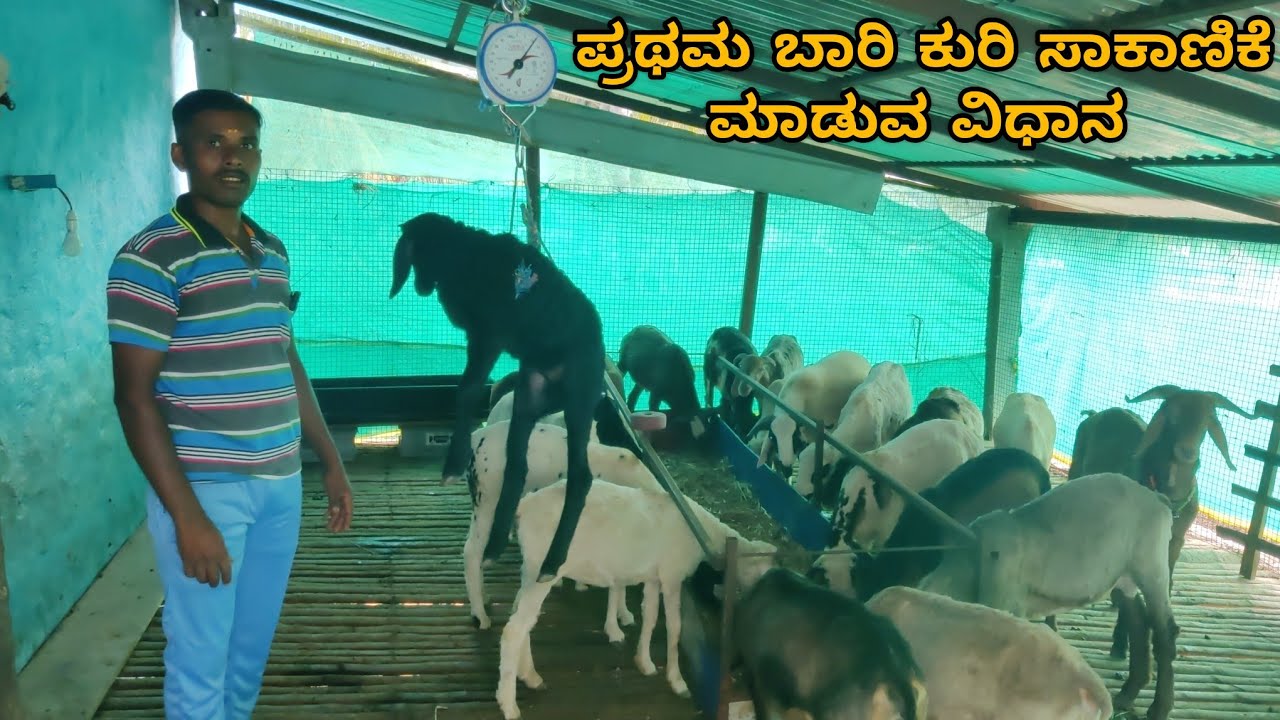 ಪ್ರಥಮ ಬಾರಿ ಕುರಿ ಸಾಕಾಣಿಕೆ ಮಾಡುವ ವಿಧಾನ First time sheep farming