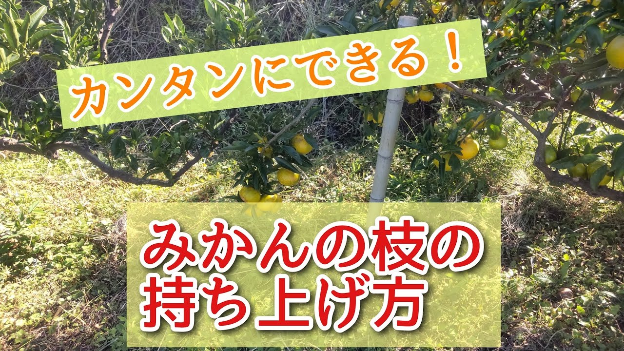 【これで解決！】たわわに実ったみかんの枝の持ち上げ方