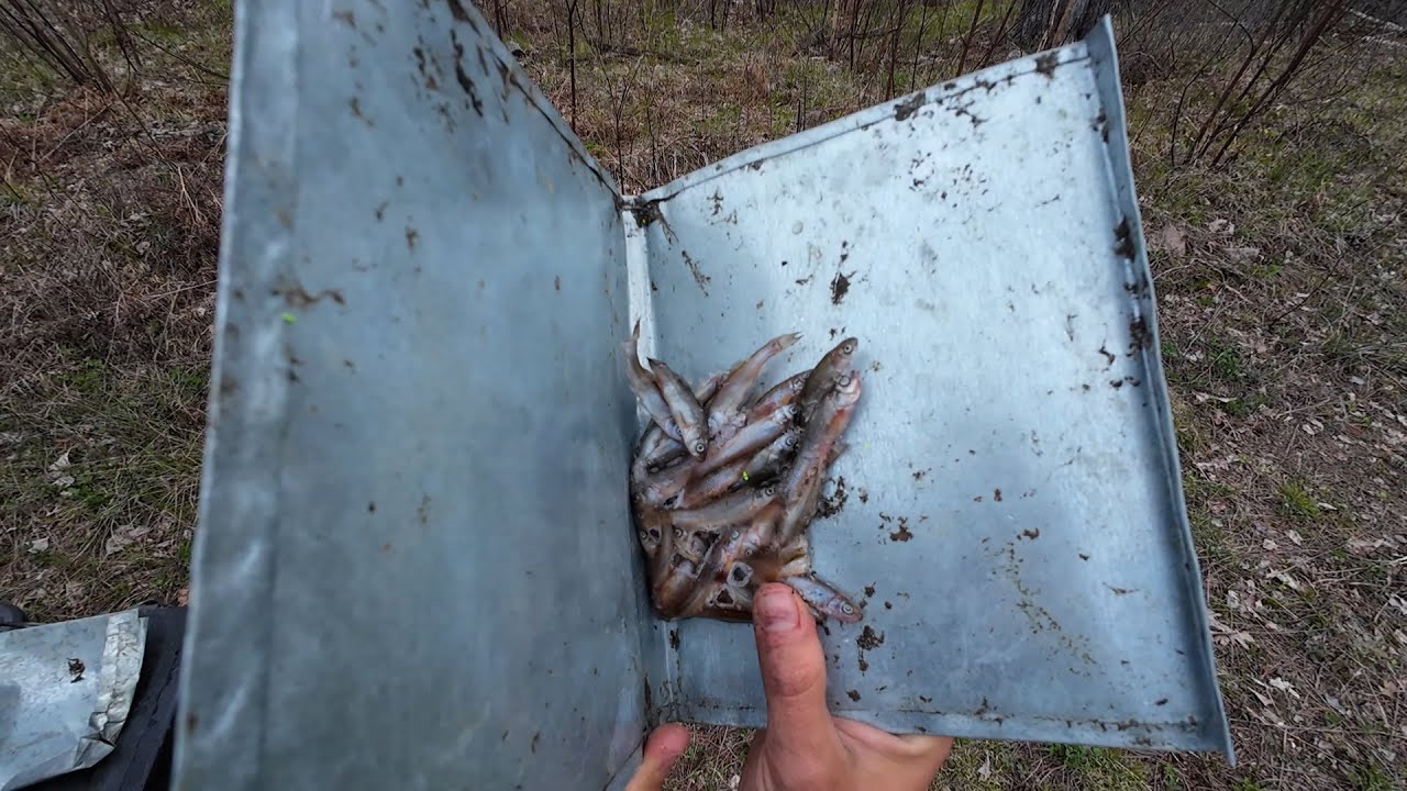 Leech Trapping Learning NEW BAIT & POND
