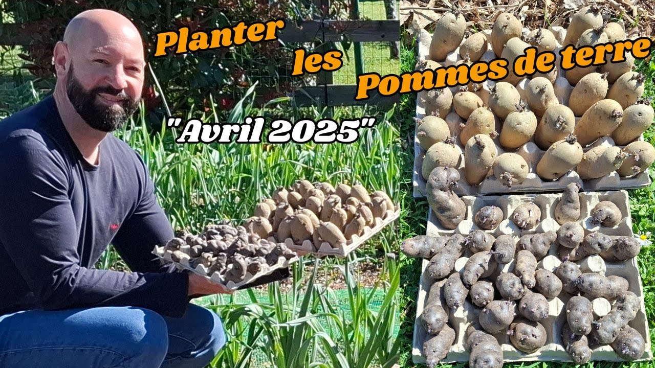Comment planter les Pommes de terre🥔🥔.(Avril-2025) en butte😁.#facile