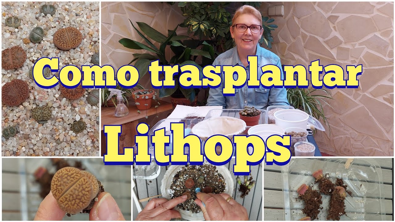 Como trasplantar Lithops 🌵🌵🌵 | Cactumania_Spain