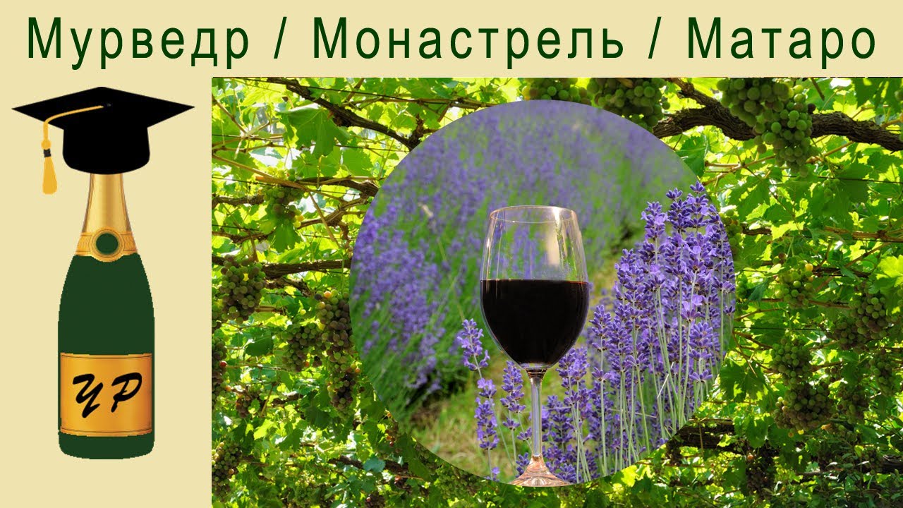 Мурведр, монастрель, матаро - виноград множества имён