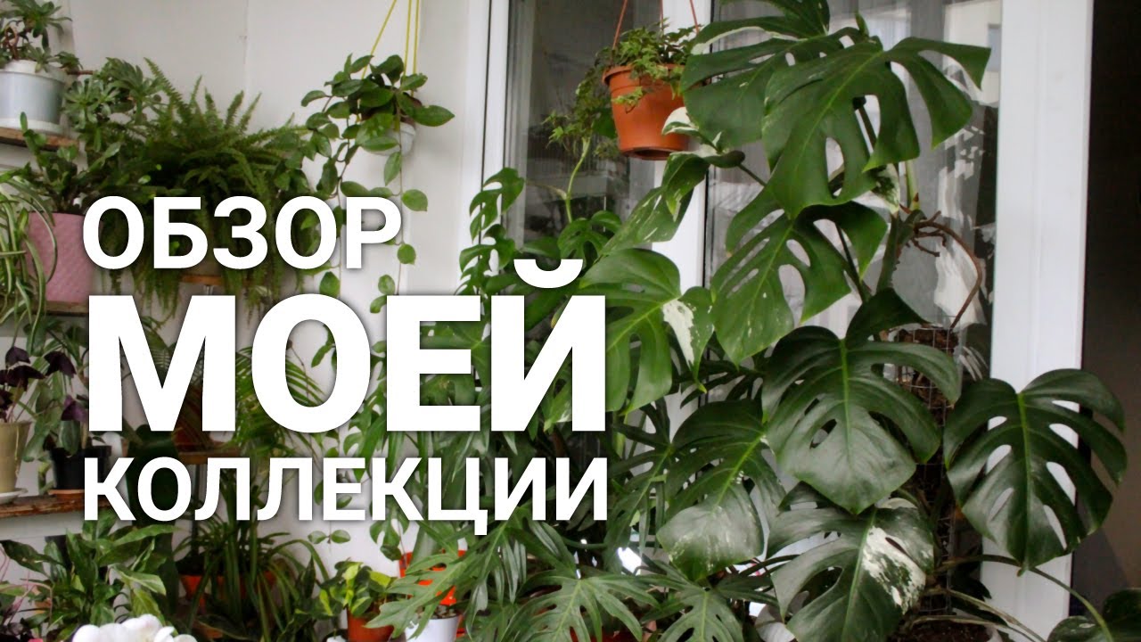 ЦВЕТОЧНЫЙ ВЛОГ 2| Комнатные растения. Джунгли дома. Обзор растений в коллекции.