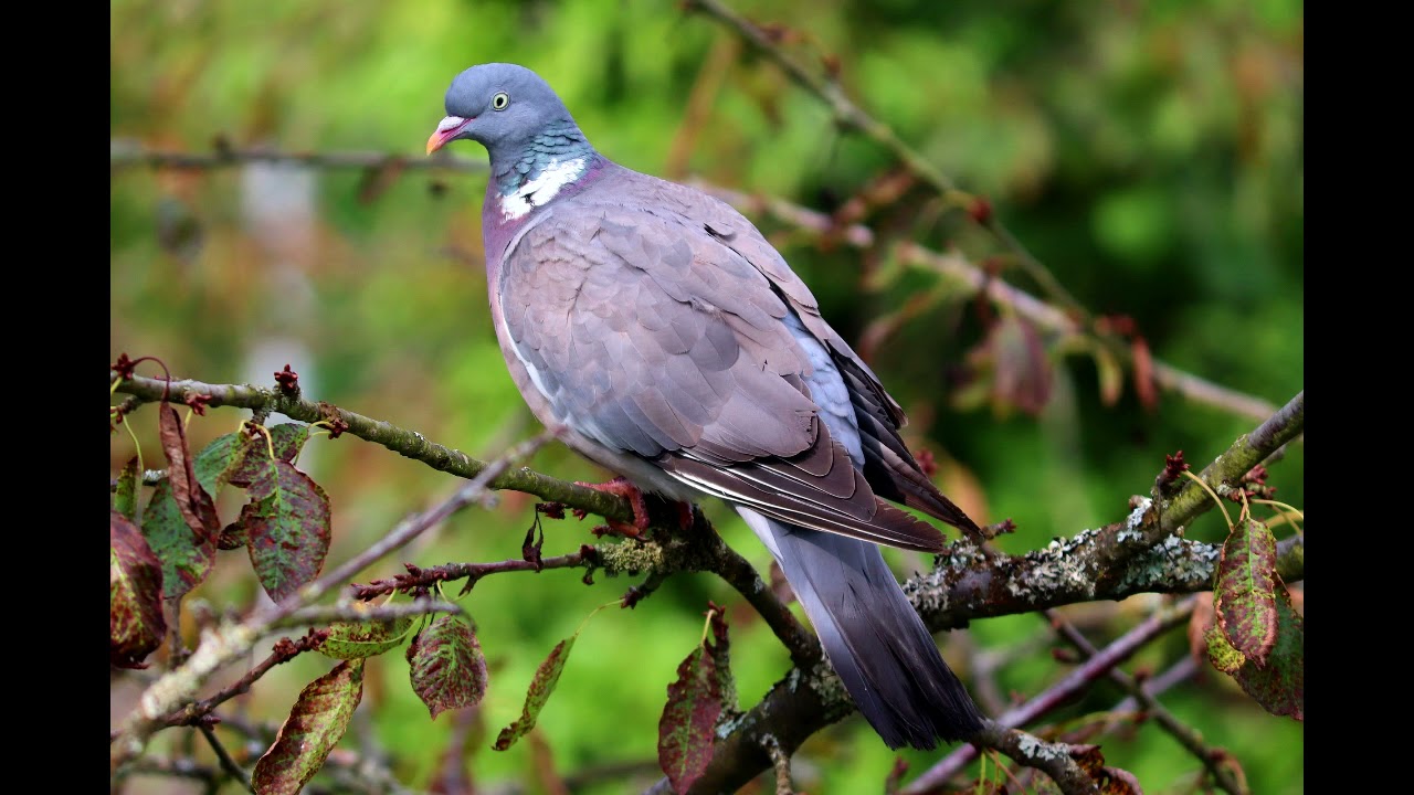 Pigeon Sound 1 Hour Pigeon Effect Birds Sound Effect