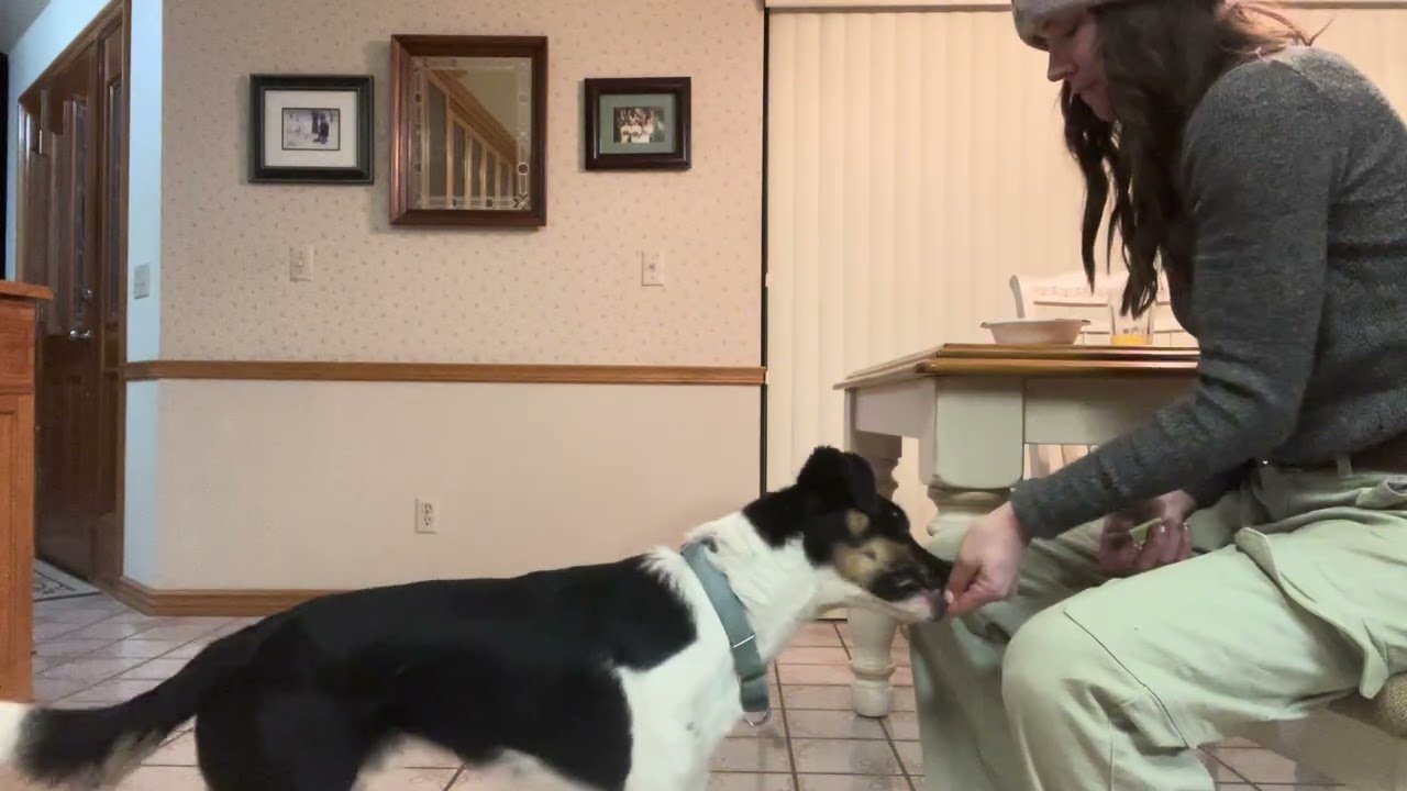 3.3 - Name that behavior - Sarah and Champ - 1.0