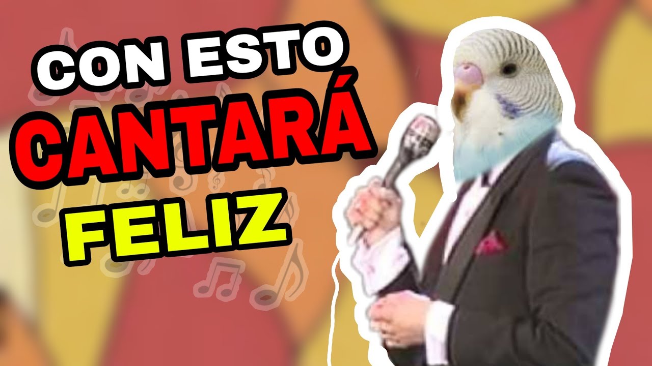 CÓMO HACER PARA QUE MI PERIQUITO CANTE