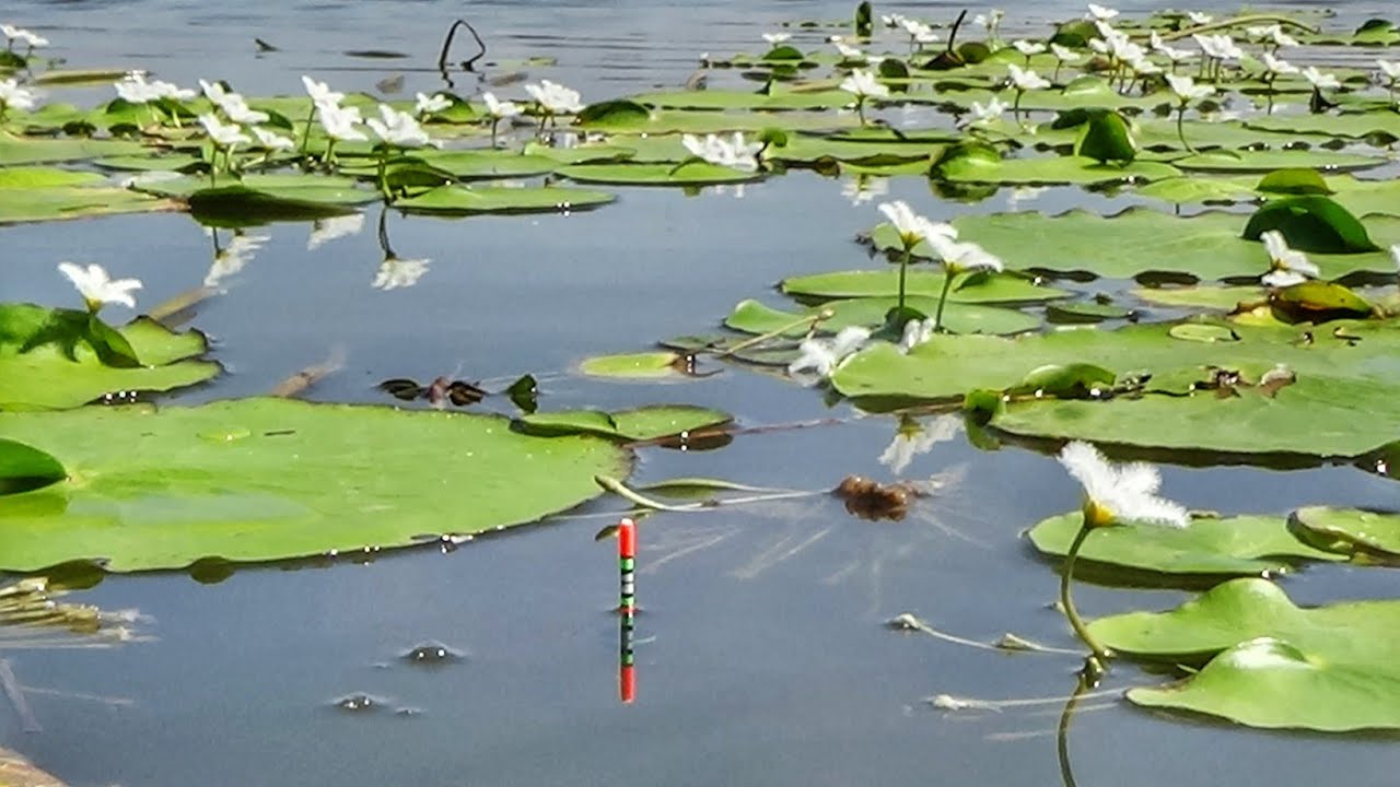 MANCING LIAR DI SARANG NILA // SPOT BALONGAN WADUK CACABAN