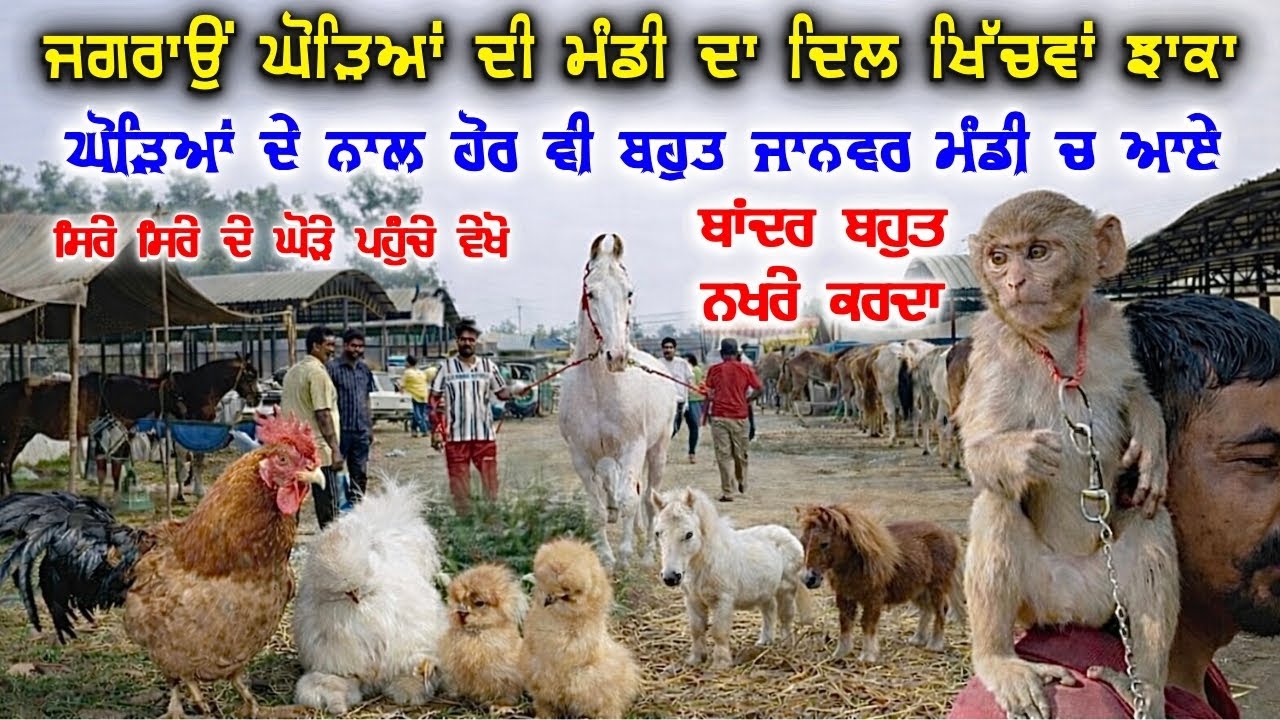 ਜਗਰਾਉਂ ਘੋੜਿਆਂ ਦੀ ਮੰਡੀ ਦਾ ਦਿਲ ਖਿੱਚਵਾਂ ਝਾਕਾ| Jagraon Horse Mandi 2026 | Jagraon Mandi | Rangle Punjabi
