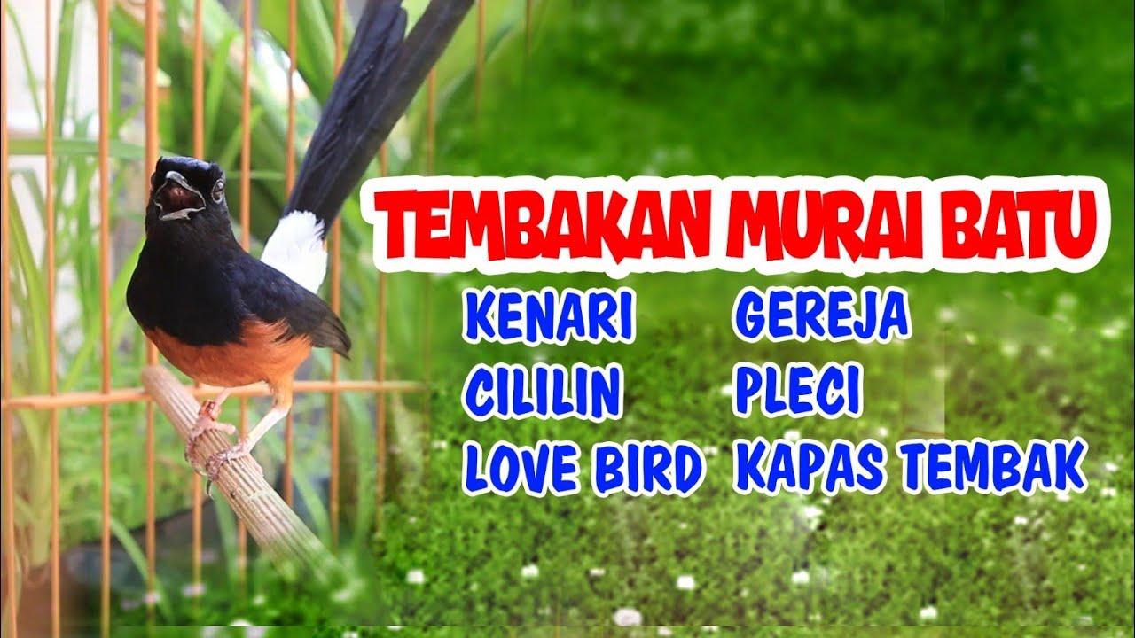 MASTERAN MURAI BATU GACOR FULL TEMBAKAN KASAR, EFFEKTIP BIKIN MURAI BATU LANGSUNG GACOR