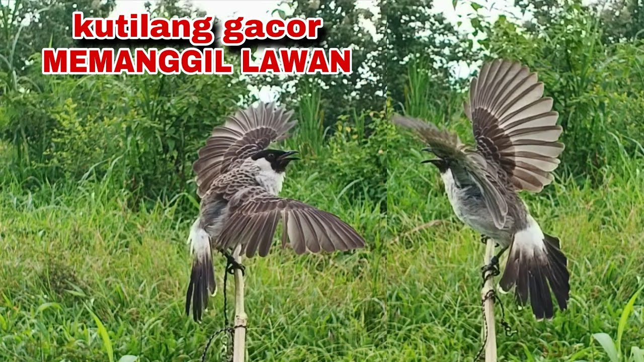 Suara Burung Kutilang Gacor Memanggil Lawan,Pancingan Kutilang Agar Bunyi