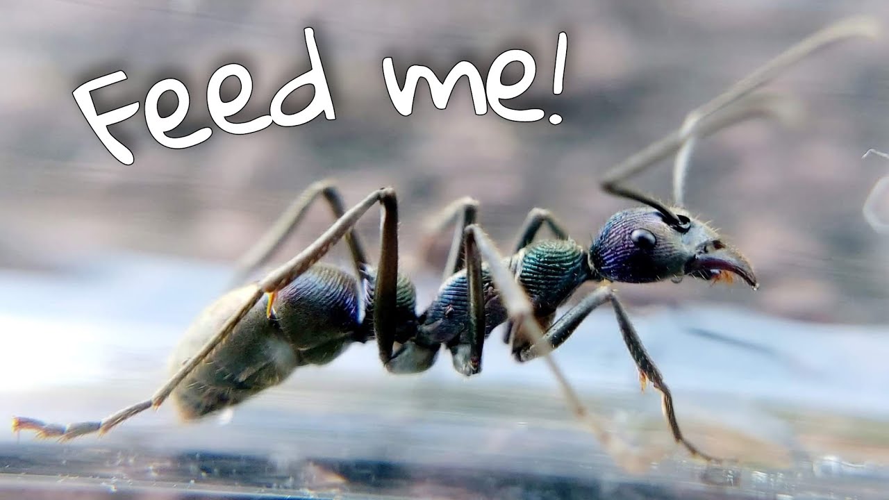 THE QUEENLESS ANT, Diacamma viridipurpureum quezonicum | Honey Feeding