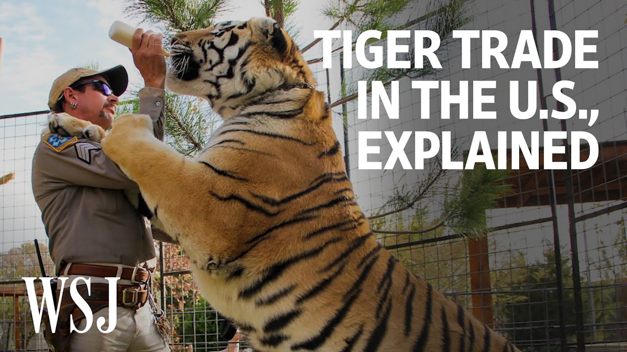 The World Behind &lsquo;Tiger King&rsquo;: Why There Are So Many Big Cats in the U.S. | WSJ