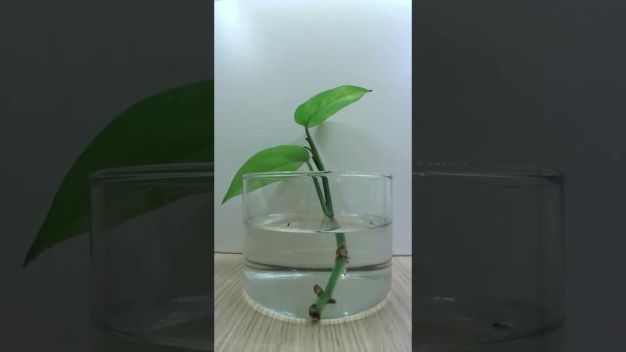 Epipremnum - Money plant - Growth timelapse 2 months in 30 seconds