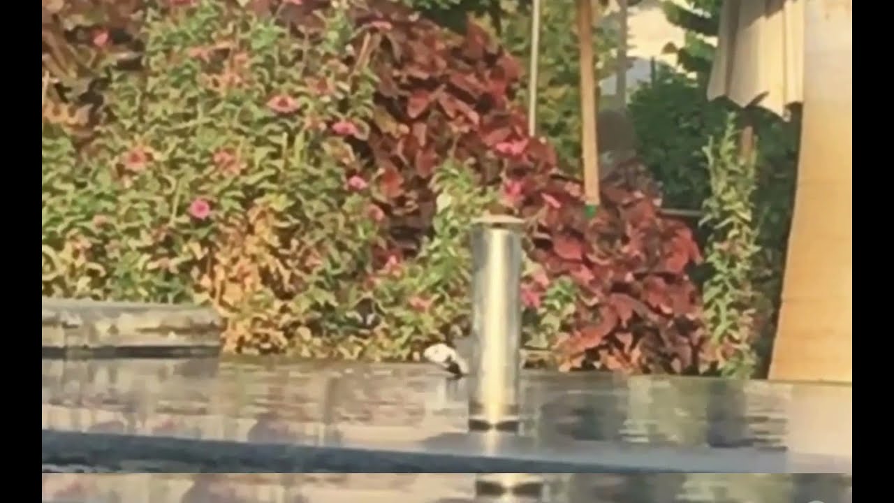 bird taking bath in club fountain #birds #club  #birdsinnature #cute