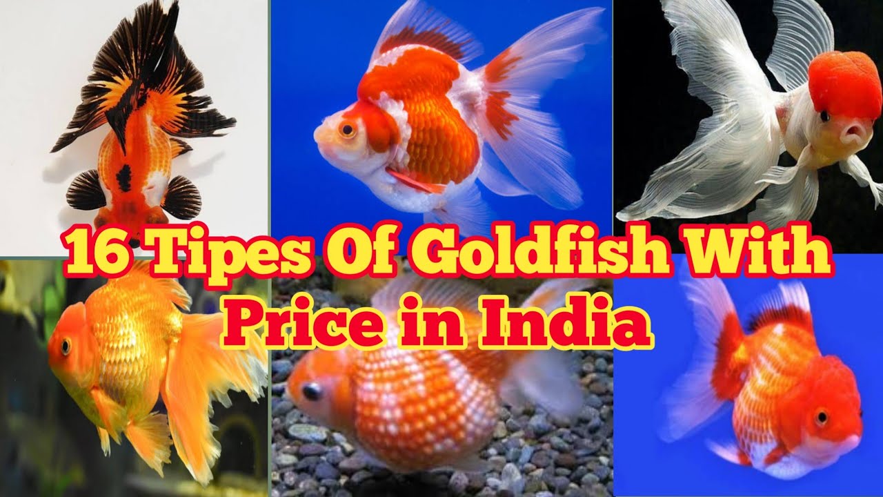 16 Types Of Goldfish With Price in India | Goldfish Price🐠 | All Types Of Goldfish 🐟| Goldfish