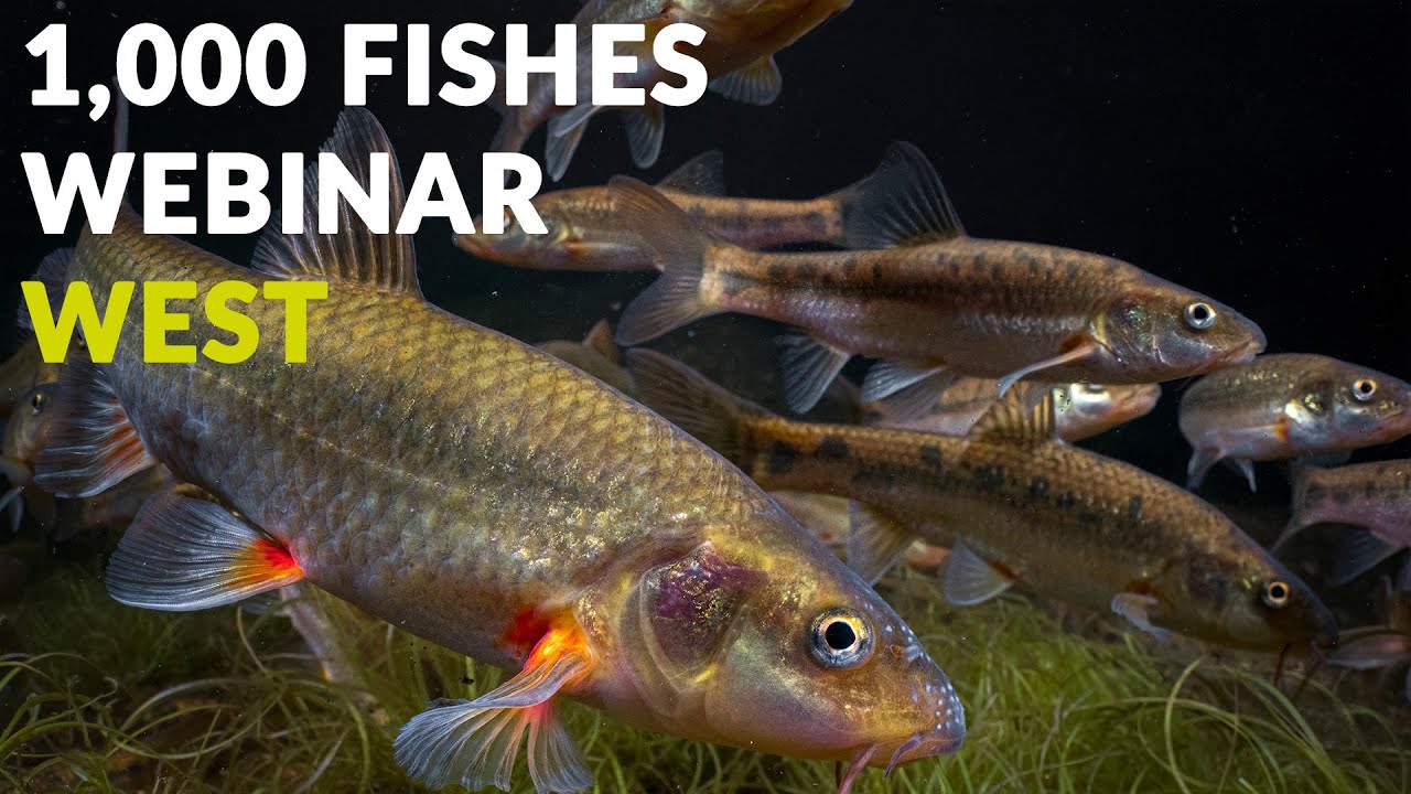 SHOAL 1000 Fishes Blueprint - webinar WEST