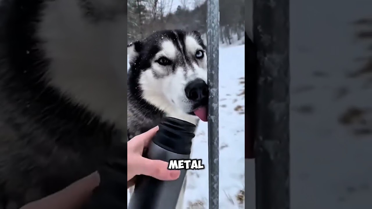 How a Dog Owner Frees a Tongue Stuck to Cold Metal⁉️