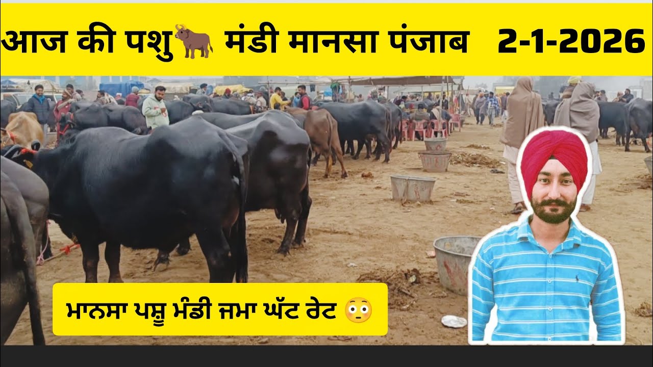 Mansa Pashu Mandi । Today pashu mandi। Dairy Buffalo & Cow Rates #baffalo #dairyfarming #cow 